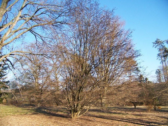 Persian Parrotia tree with no leaves